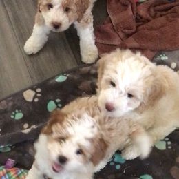 Bernedoodle Puppies from Majestic Hill Mini Bernedoodles LLC