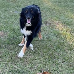 JoJo - Australian Shepherd