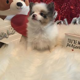 Pomeranian Puppies from Regal Poms