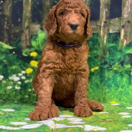 Goldendoodle Puppies from Bear Ridge Doodles