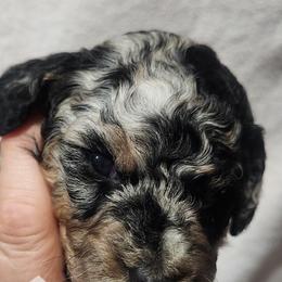 Frosty - Blue merle female Aussiedoodle puppy in Powder Springs, Georgia from My Classy Doodles