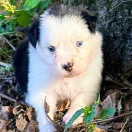 Dorothy - Black tri female Toy Australian Shepherd puppy in Blacksburg, South Carolina from Blue’s Family Aussies