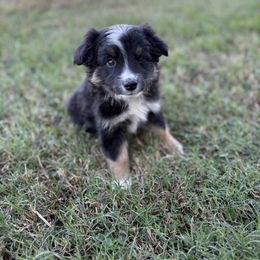 Light Brown - Black tri male Miniature Australian Shepherd puppy in Canton, Texas from M&M Aussies