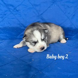 Baby boy 2 - Gray and white male Siberian Husky puppy in Ocala, Florida from Florida Husky Puppies