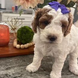 Elsa - Parti female Goldendoodle puppy in Idabel, Oklahoma from Kay Kay’s Poodles & Doodles