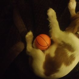 Cavalier King Charles Spaniel Puppies from Angels and Nobility Cavaliers