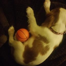 Cavalier King Charles Spaniel Puppies from Angels and Nobility Cavaliers