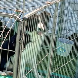 Destiny - Border Collie