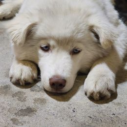 Siberian Husky Puppies from Harrington's Huskies