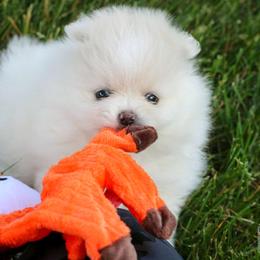 Neo - White male Pomeranian puppy in Bremen, Indiana from AMS Pomeranians and Pomskies in Indiana