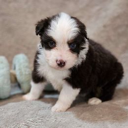 Justice - Red tri Miniature Australian Shepherd puppy in Bethany, Connecticut from Tini Thyme Mini Aussies