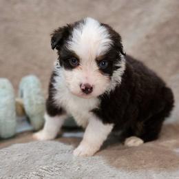Justice - Red tri Miniature Australian Shepherd puppy in Bethany, Connecticut from Tini Thyme Mini Aussies