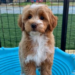 Glitz - Red  female Goldendoodle puppy in Rose Hill, North Carolina from Red Door Canines