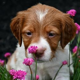Cuda - Orange and white male Brittany puppy in Hollidaysburg, Pennsylvania from Royal Flush Farms