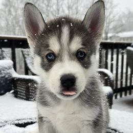 Siberian Huskies from Wild and Wonderful Siberian Huskies