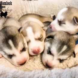 Pomsky and Siberian Husky Puppies from Hemlock Pines Pomsky
