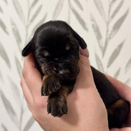Girl 5 - Doberman Pinscher puppy from Imperium Dobermann Kennel