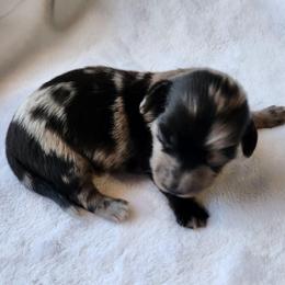 Spark - Dapple male Dachshund puppy in Tucson, Arizona from Crowned Doxies