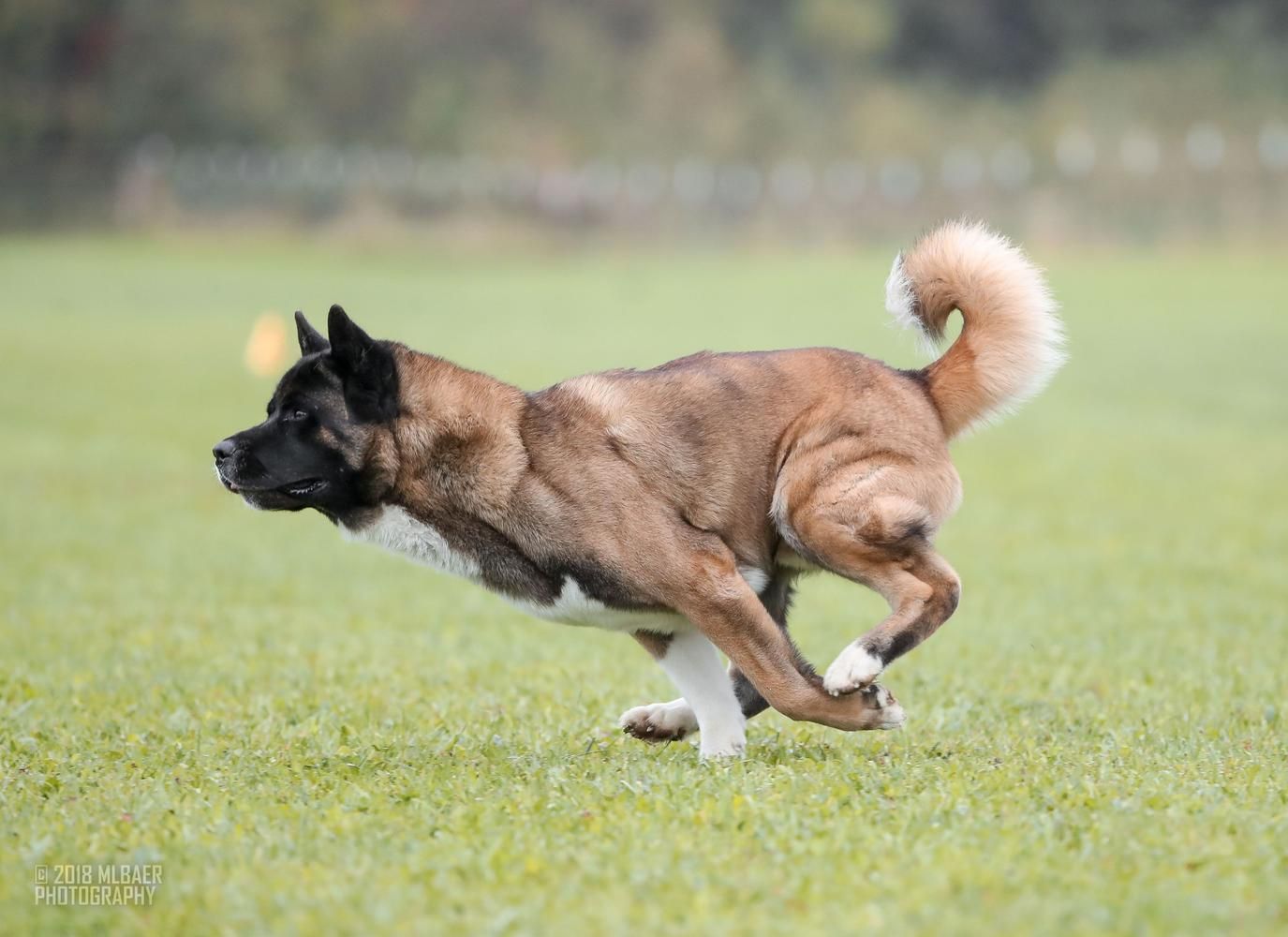 A strong Akita running