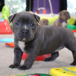 Ruth - Blue brindle female American Bully puppy in Easton, Maryland from Night Court Bullies