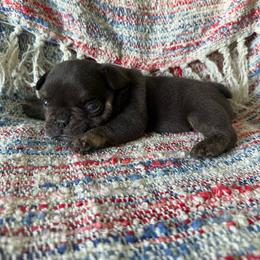 Justice - Blue male French Bulldog puppy in Carlisle, Ohio from Gibson Acres