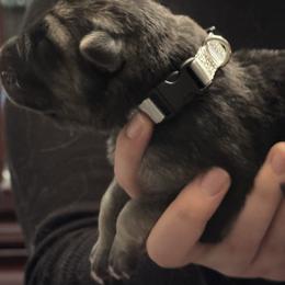 Gray collar - Black and tan male German Shepherd puppy in Falcon, Missouri from K2D2 Farm