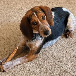 Little Debbie - Beagle