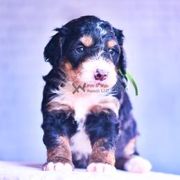 Green - Tri-color male Bernedoodle puppy in Macomb, Oklahoma from Fife and Wife Ranch LLC