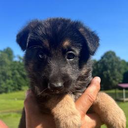 Pink - Black and tan female German Shepherd puppy in Grand Rivers, Kentucky from Von Frieden German Shepherds LLC