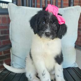 Miss Piggy - female Newfypoo puppy in Hardin, Kentucky from Bluegrass Newfypoos