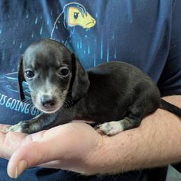 2 Arrow - Black and cream male Dachshund puppy in Central Point, Oregon from MRS Long Dog Ranch