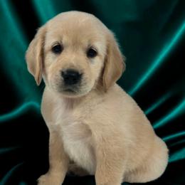 Isla - Light golden female Golden Retriever puppy in Marietta, Oklahoma from Dogs of Diamond B