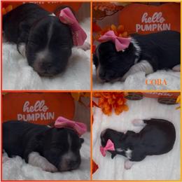 Cora - AKC - Black and white female Havanese puppy in Verden, Oklahoma from Holcombs Puppy Ranch