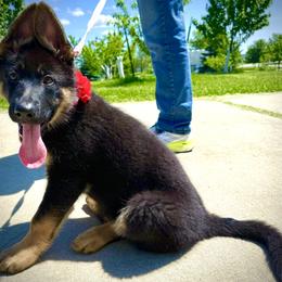 Rosie - Black and red female German Shepherd puppy in Yorkville, Illinois from Vom Archbold Haus World Class German Shepherds