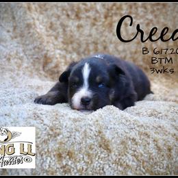 Creed - Black tri male Miniature Australian Shepherd puppy in Madisonville, Texas from Flying LL Aussies