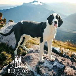 Sequoia - Great Dane