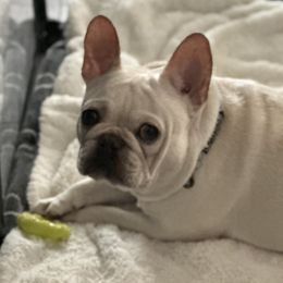 Kona - French Bulldog