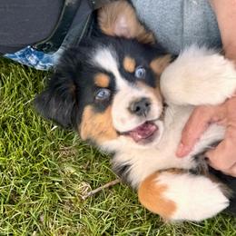 Courage - Black tri male Miniature American Shepherd puppy in Tonasket, Washington from V5 Aussies