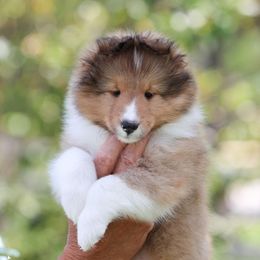 Shetland Sheepdog Puppies from Cathance Shetland Sheepdogs
