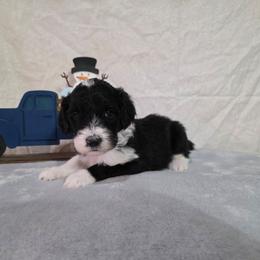 Glitter - Black and white female Sheepadoodle puppy in Weatherford, Texas from Oodles of poodles and doodles