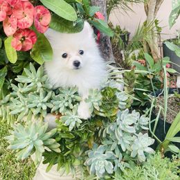 Paris - White female Pomeranian puppy in Los Angeles, Santa Clarita, California from LT_Poms