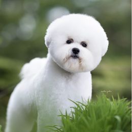 Alley - Bichon Frise