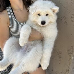 Samoyed Puppies from Virgin River Samoyeds