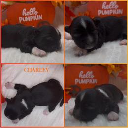 Charley - AKC - Black and white male Havanese puppy in Verden, Oklahoma from Holcombs Puppy Ranch