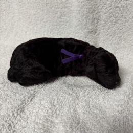 Bella - Purple - Black female Poodle puppy in Baytown, Texas from Charlotte & Co. Miniature Poodles