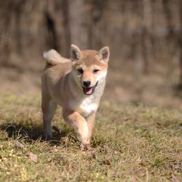 Boy 4 🩵 Red Boy - Red male Shiba Inu puppy in Neosho, Missouri from Sunny Terrace Shibas