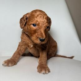 Nala - Pink Band Girl - Red  female Poodle puppy in Plainfield, New Jersey from Caris Paws Poodles and Labradoodles