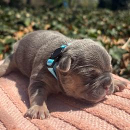 Blue boy - Tricolors male French Bulldog puppy in Salisbury, Maryland from 77 Frenchies Maryland