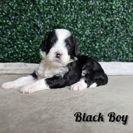 Black Boy - Black male Goldendoodle puppy in Modesto, California from Two Doods Doodles