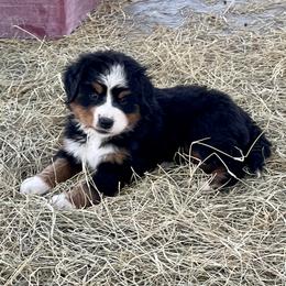 Blue Collar - Black rust and white female Bernese Mountain Dog puppy in Comer, Georgia from Water Oak Farm